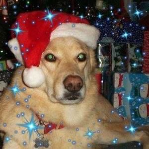 Meet your Posher, Martha